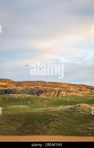Schafe und Rinder grasen auf der Machair direkt hinter Kilchoman Beach auf Islay, Argyll und Bute, Schottland. Stockfoto