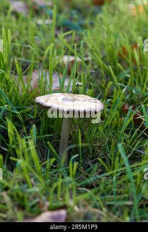 Unanischer Pilz auf Gras. Psilocybe cubensis. Vorderansicht, weiß, Texturen, verschwommener Hintergrund Stockfoto