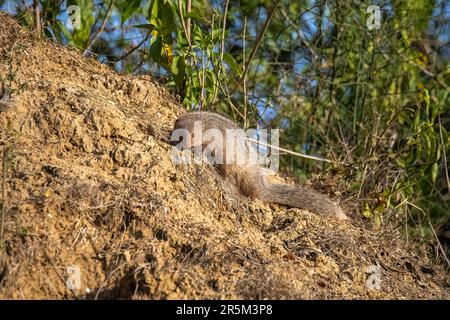 Indian Gray Mongoose Herpestes edwardsii Chambal River Sanctuary, Bhind County, Madhya Pradesh, Indien, 12. Februar 2023 Sonnenbaden für Erwachsene. Herp Stockfoto