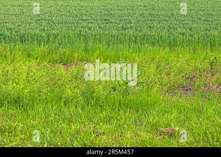Hoher grüner Grashintergrund im Naturfeld Stockfoto