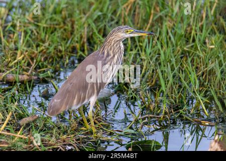 Indian Pond-Heron Ardeola grayii man Sagar Lake, Jaipur, Rajastan, Indien 16. Februar 2023 Erwachsener im Winterzubehör Ardeidae Stockfoto