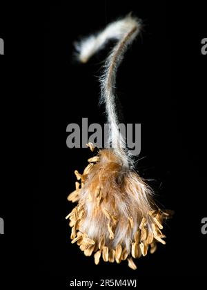 Das komplexe Meisterwerk der Natur, geschmückt in lebhaften Grüntönen Stockfoto