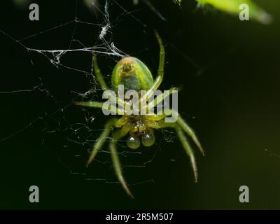 Der stille Jäger: Eine geduldige Spinne lauert in ihrem komplizierten Netz, bereit für Beute, um sich in die Nähe zu wagen, und zeigt das empfindliche Gleichgewicht der Geduld der Natur Stockfoto