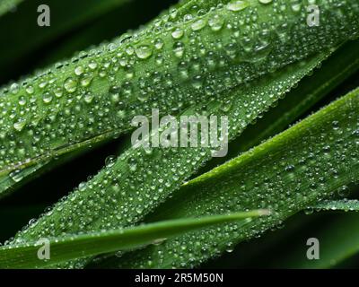 Glistening Symphony: Der Tanz der Natur zwischen Gras und Dew Stockfoto