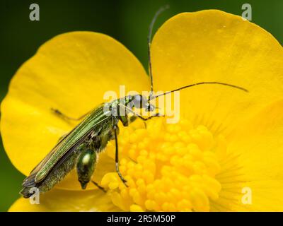 Einblicke in den Kontrast der Natur: Ein grünes metallisches Wunder verzaubert eine gelbe Blume mit neugierigen Augen Stockfoto