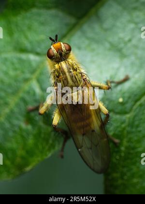 Begegnung mit der Natur: Eine majestätische Orangenfliege erforscht anmutig die komplizierte Welt eines grünen Blatts Stockfoto