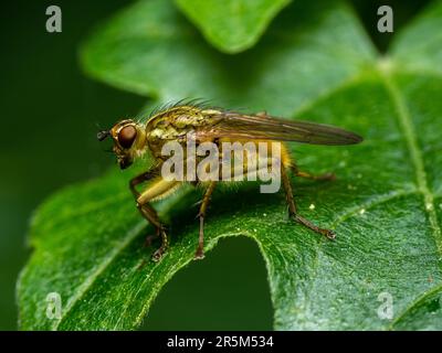 Die komplizierte Welt der Natur: Eine faszinierende Nahaufnahme einer Fliege, die auf üppigem Laub liegt und die komplexe Schönheit der kleinsten Kreaturen enthüllt Stockfoto