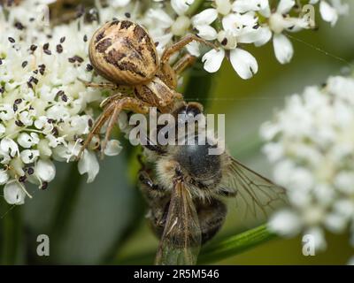 Das komplexe Raubtier: Eine gemusterte Spinne verschlingt ihre Beute, eine gefangene Biene, inmitten der ruhigen Kulisse der weißen Flora Stockfoto