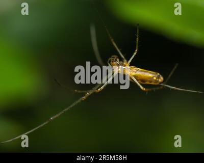 Ein Meisterwerk der Präzision: Eine Spinne, die in ihrem Netz aufgehängt ist, Beine in eleganter Balance gedehnt Stockfoto