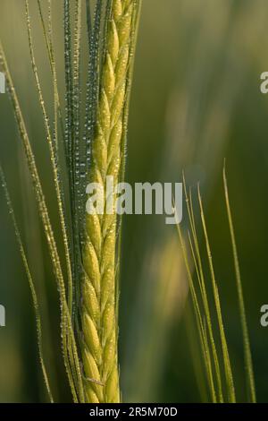 Nahaufnahme eines grünen, unreifen Gerstenohrs im Frühling. Es gibt kleine Wassertropfen auf dem Getreide. Der Hintergrund ist grün. Stockfoto