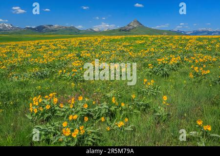 Blühende Arrowleaf Balsamroot in der Prärie unterhalb des Heuhaufen butte bei augusta, montana Stockfoto