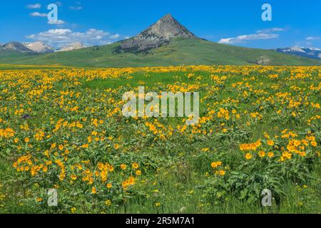 Blühende Arrowleaf Balsamroot in der Prärie unterhalb des Heuhaufen butte bei augusta, montana Stockfoto