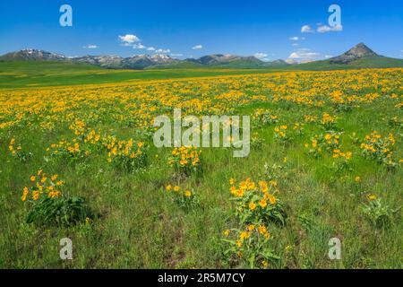 Blühende Arrowleaf Balsamroot in der Prärie unterhalb des Heuhaufen butte bei augusta, montana Stockfoto