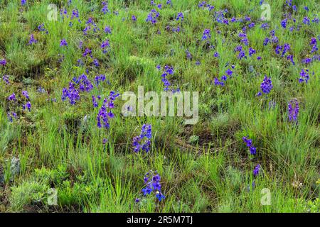 larkspurblüten blühen im Morgentau auf einer Wiese des Feuersteinflusses nahe Garnison, montana Stockfoto