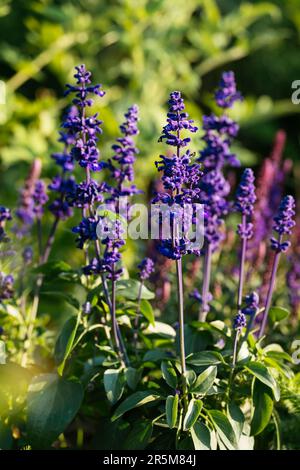 Salvia farinacea mit violetter Blüte im Garten. Stockfoto