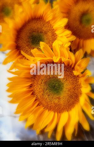 Soft Focus Sonnenblumen Stillleben Stockfoto