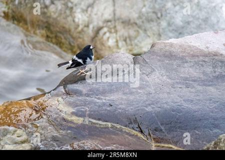 Little Forktail Enicurus scouleri Kumeria Forest, Almora County, Uttarakhand, Indien, 26. Februar 2023 Erwachsener Muscicapidae Stockfoto