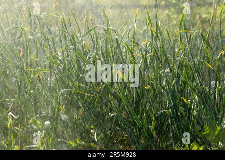 Dürre im Garten. Bewässerung von Gemüsepflanzen auf einer Plantage in der Sommerhitze. Tropfen Wasser bewässern die Pflanzen. Gartenkonzept Stockfoto