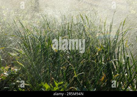 Dürre im Garten. Bewässerung von Gemüsepflanzen auf einer Plantage in der Sommerhitze. Tropfen Wasser bewässern die Pflanzen. Gartenkonzept Stockfoto