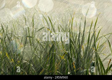 Dürre im Garten. Bewässerung von Gemüsepflanzen auf einer Plantage in der Sommerhitze. Tropfen Wasser bewässern die Pflanzen. Gartenkonzept Stockfoto