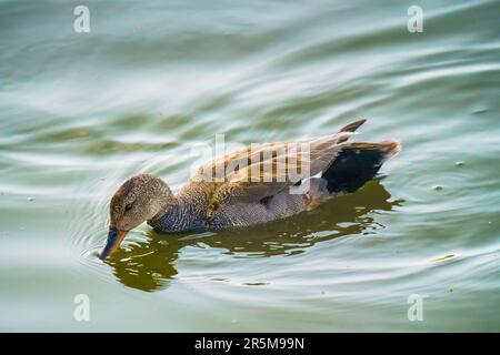 Ein junger Stockard, der auf einem See schwimmt. Nahaufnahme Porträt, Sonnenuntergang auf dem See Stockfoto