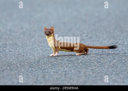 Langschwanz-Weasel Neogale frenata Ocean Shores, Washington, Vereinigte Staaten 16. Mai 2018 Erwachsener Mustelidae Stockfoto