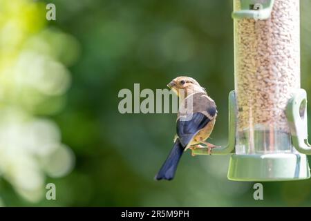 Junger, jugendlicher Eurasischer Bullfink (Pyrrhula pyrrhula), hoch oben auf einer Gartensonnenblumen-Herzvogelzucht. Mit grünem Blatthintergrund – Yorkshire, Großbritannien Stockfoto