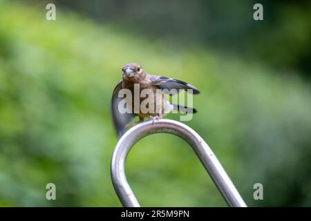 Der junge Juvenile Eurasian Bullfinch (Pyrrhula pyrrhula) flattert mit seinen Flügeln, während er sich auf der Metallschleife abragt - Yorkshire, Großbritannien (Juni 2023) Stockfoto