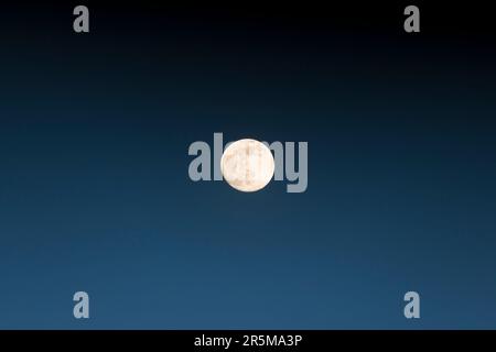 Vollmond im Frühling über Großbritannien mit authentischer Himmelsfarbe bei Dämmerung. (Der Rosa Mond im April.) Stockfoto