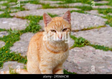 Eine schöne, flauschige, anmutige, rothaarige, obdachlose Katze läuft entlang einer Stadtstraße. Stockfoto