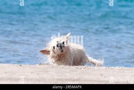 Golden Retriever Wasser abschütteln Stockfoto