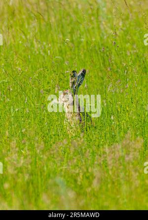 Europäischer Braunhai, Lepus europaeus, ruht auf einer Wiese, frisst grünes Gras. Der Hase sonnt sich in der Sonne. Stockfoto