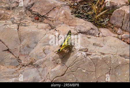 Schmetterling Papilio machaon, Schwalbenschwanz auf Felsen in Griechenland Stockfoto