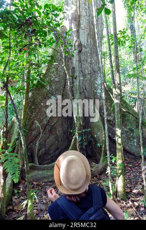 Ceiba Tree oder Kapok ist der größte Baum im Amazonas-Regenwald in Ecuador. Stockfoto