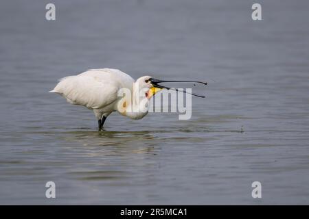 Löffelchen Platalea Leucorodia füttert in einem Salzwasserbecken in Cley North Norfolk, Großbritannien Stockfoto