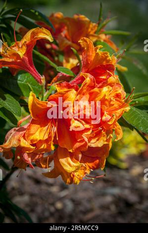 Blühende Blüten von Rhododendron gibraltar Azalea. Nahaufnahme. Stockfoto