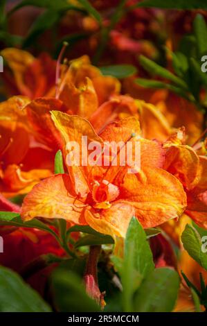 Blühende Blüten von Rhododendron gibraltar Azalea. Nahaufnahme. Stockfoto