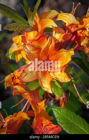 Blühende Blüten von Rhododendron gibraltar Azalea. Nahaufnahme. Stockfoto