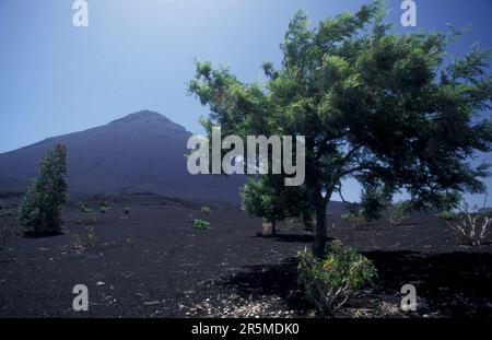 Die Landschaft mit dem Vulkan und dem Berg Fogo auf der Insel Fogo auf den Kap-verdischen Inseln in Afrika. Kap Verde, Fogo, Mai 2000 Stockfoto