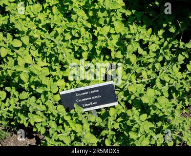 Calamint Lesser Pflanze mit zweisprachigem Etikett. Calamint Nepeta. Walisischer Name - Erbin. Cowbridge bei Cardiff, South Wales. Mai 2023. Sommer. Stockfoto