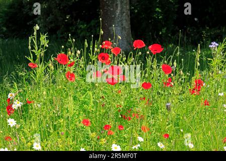 Mohnblumen und Margueriten (Ochsenaugen Gänseblümchen) in der Nähe von Cardiff, Südwales. Mai 2023. Sommer Stockfoto