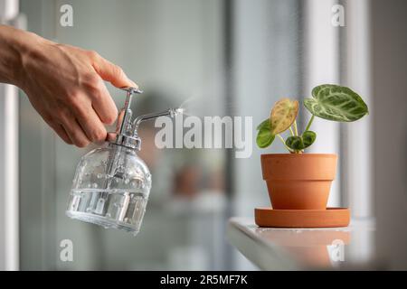 Frau, die Pflanzenblätter besprüht. Weibliche Hand sprüht Wasser auf kleine Anthurium-Hauspflanze in Tontopf Stockfoto