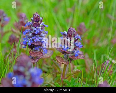 Rotblättrige Bugle, Ajuga reptans, Nahaufnahme Stockfoto