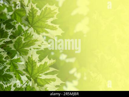 Green Nature background with Vibrant Norway maple leaves for design. Drummond's maple (Acer platanoides Drummondii). Stockfoto