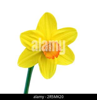 Gelbe Frühlingsblume Daffodil isoliert auf weißem Hintergrund mit Schnittpfad. Blumengegenstände für Design, Werbung, Postkarten. Narzissenblüten Stockfoto