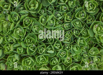 Hylotelephium telephium. Sedum-Laub, grüne Gartenpflanzen in der Nähe von Wassertropfen (Sedum telephium). Orpinblumen. Sedum Stonecrop in der Natur. F Stockfoto