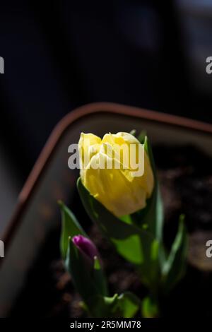 Gelbe Tulpenblume in Blüte glatte Blüten blühen in einem Topf auf einem Hausgarten Stockfoto