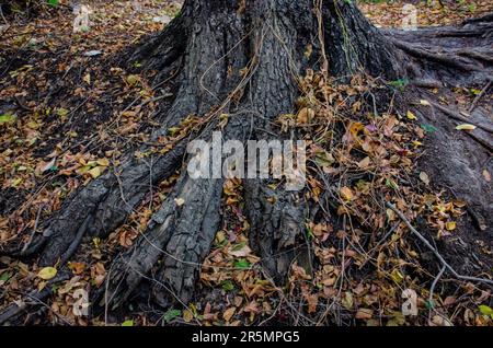 Farbenfroher Herbstpark vor einer großen Baumwurzel. Waldhintergrund. Eichenwurzeln und gefallene Blätter. Herbstwald Stockfoto