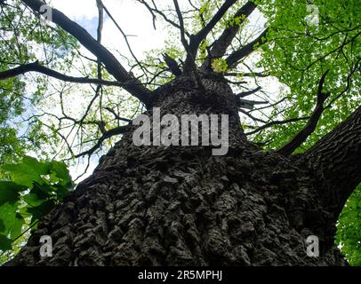 Blick auf den hohen Baum von unten. Baumstamm und grüne Baumkrone. Eichenrinde. Natürlich grüne Tapete. Wunderschöne Eiche. Hohe Eiche wächst in die s Stockfoto