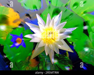 Weiße und blaue Wasserlilien und Reflexionen in Siem Reap Kambodscha Stockfoto